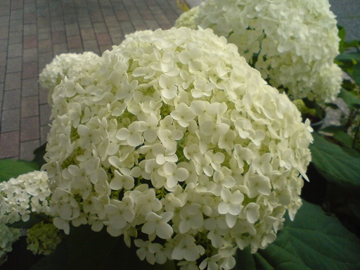 小花の白いアジサイ.jpg