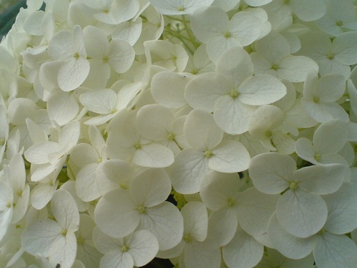 小花の白いアジサイアップ.jpg
